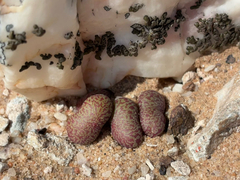 Tylecodon schaeferianus