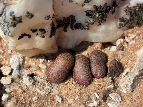 Tylecodon schaeferianus