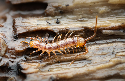 Banded Centipede, Hampshire, UK, photo 7 of 10