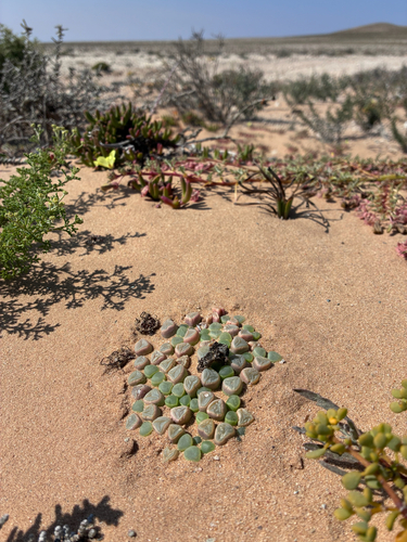 Fenestraria rhopalophylla