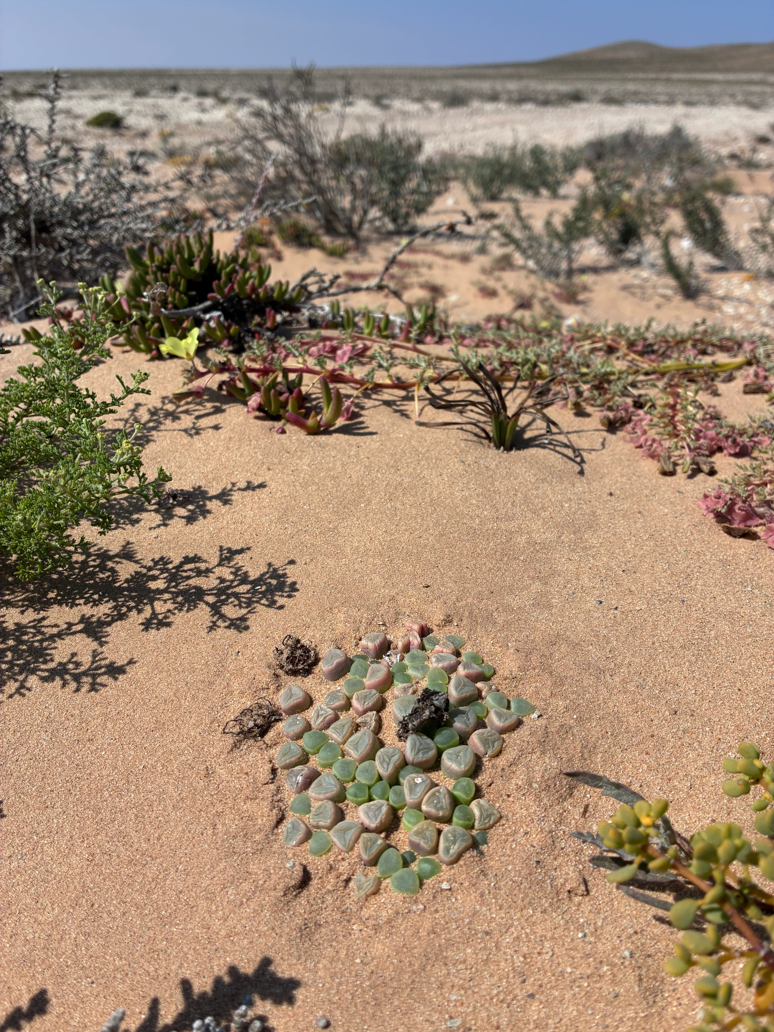 Fenestraria rhopalophylla