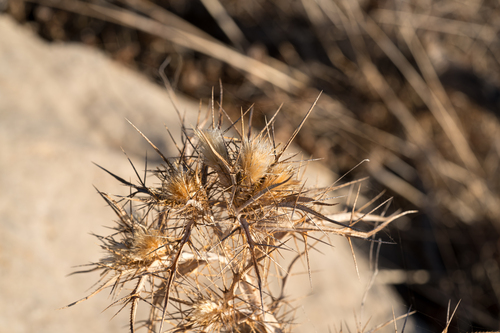 Yellow-spine Thistle (Picnomon acarna)