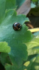 Harmonia axyridis