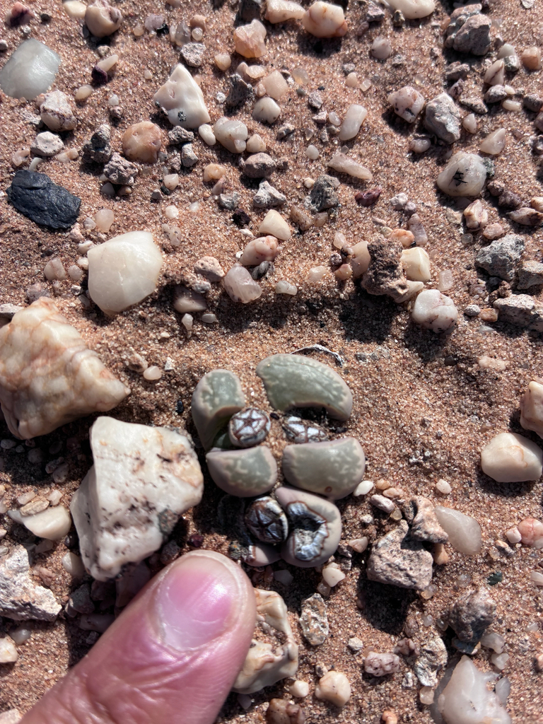 Lithops herrei
