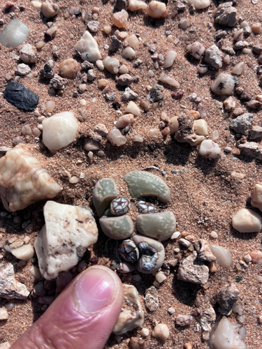 Lithops herrei