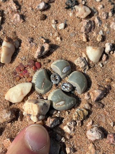 Lithops herrei