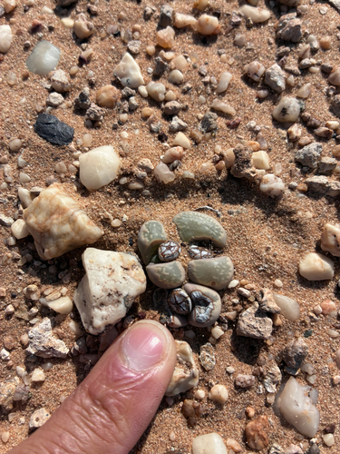 Lithops herrei C213 65 km NE of Alexander Bay, South Africa