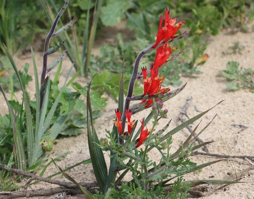 Babiana hirsuta