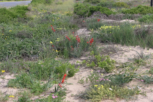 Babiana hirsuta
