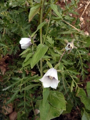 Codonopsis clematidea