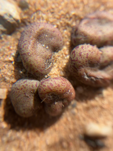 Tylecodon schaeferianus