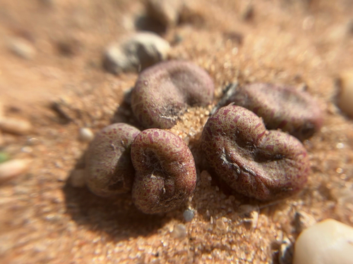 Tylecodon schaeferianus