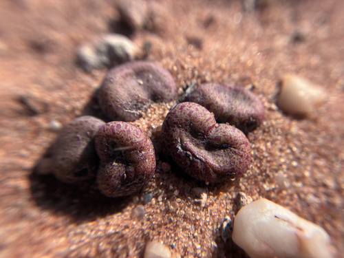 Tylecodon schaeferianus