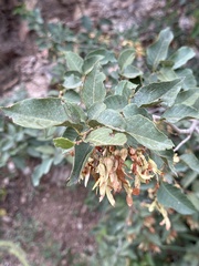 Ruprechtia apetala, photograph (c) Rosario Douglas, some rights reserved (CC BY)