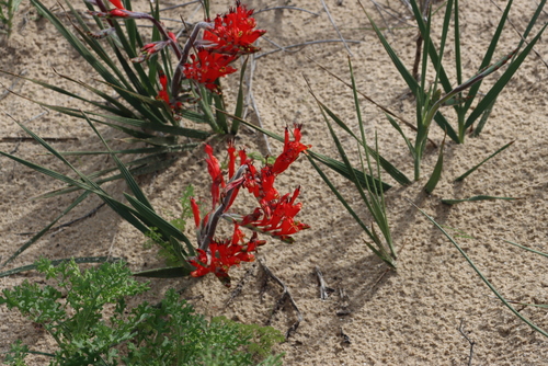 Babiana hirsuta