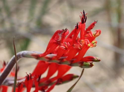 Babiana hirsuta