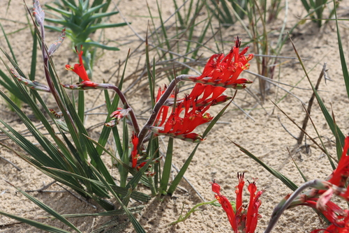 Babiana hirsuta