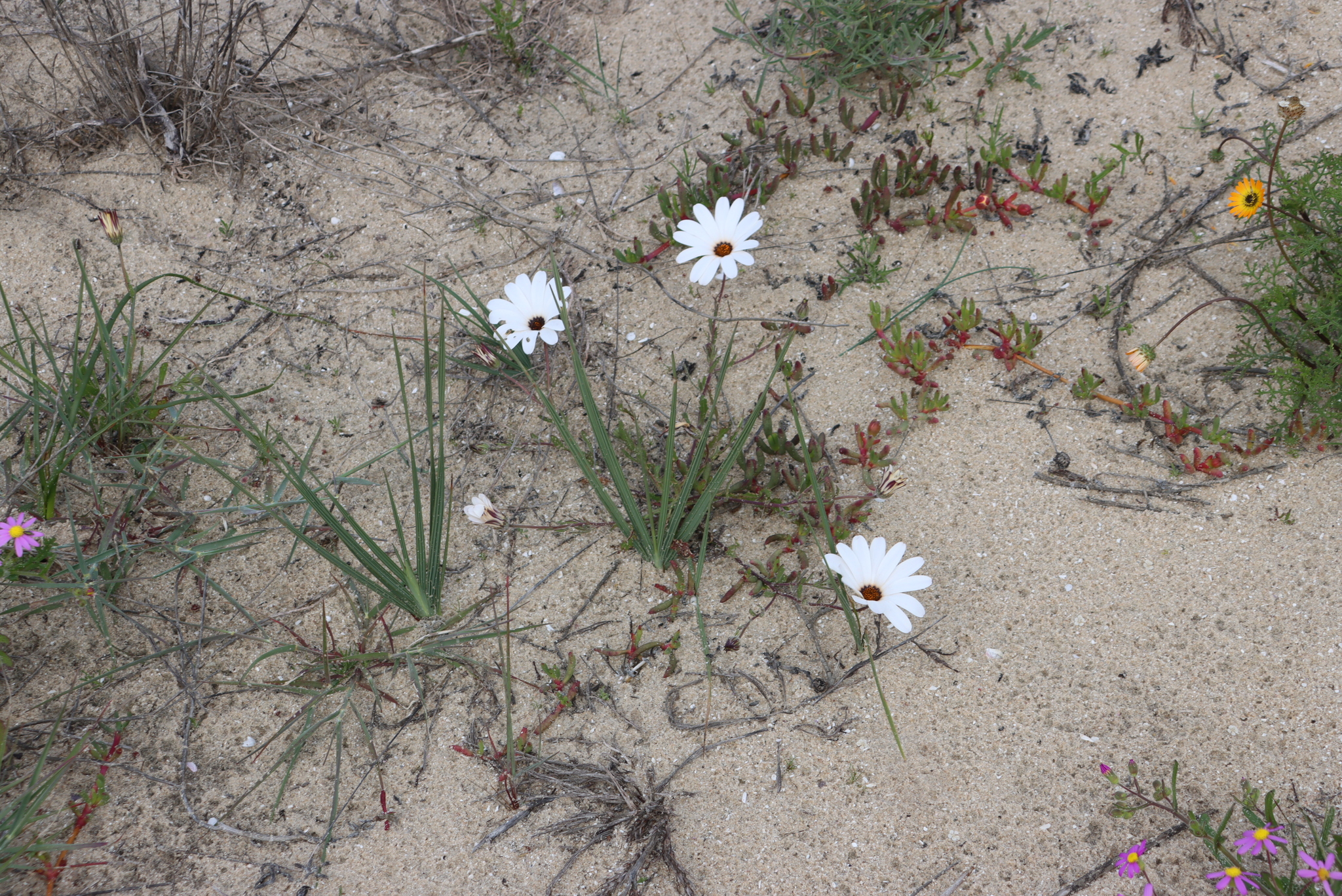 Rain Daisy (Dimorphotheca pluvialis)
