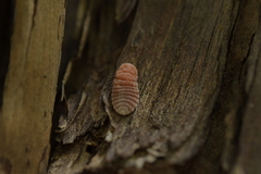 Coelostomidia zealandica