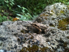 Leptodactylus fragilis
