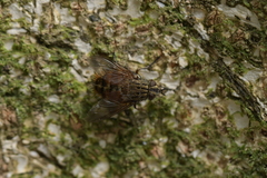 Protohystricia