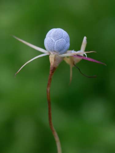 Arctic Starflower