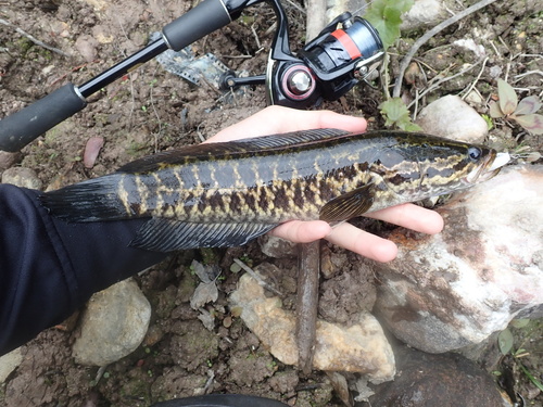 Blotched Snakehead