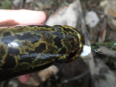 Channa maculata