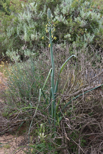 Albuca grandis