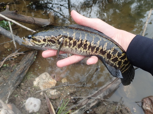 Blotched Snakehead
