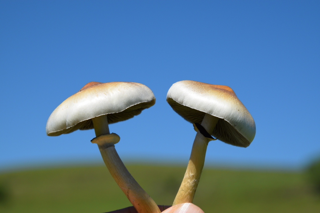 Psilocybe cubensis · January 2017 · photo: © lucaskaminski (iNaturalist, cc-by)