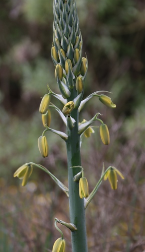 Albuca grandis