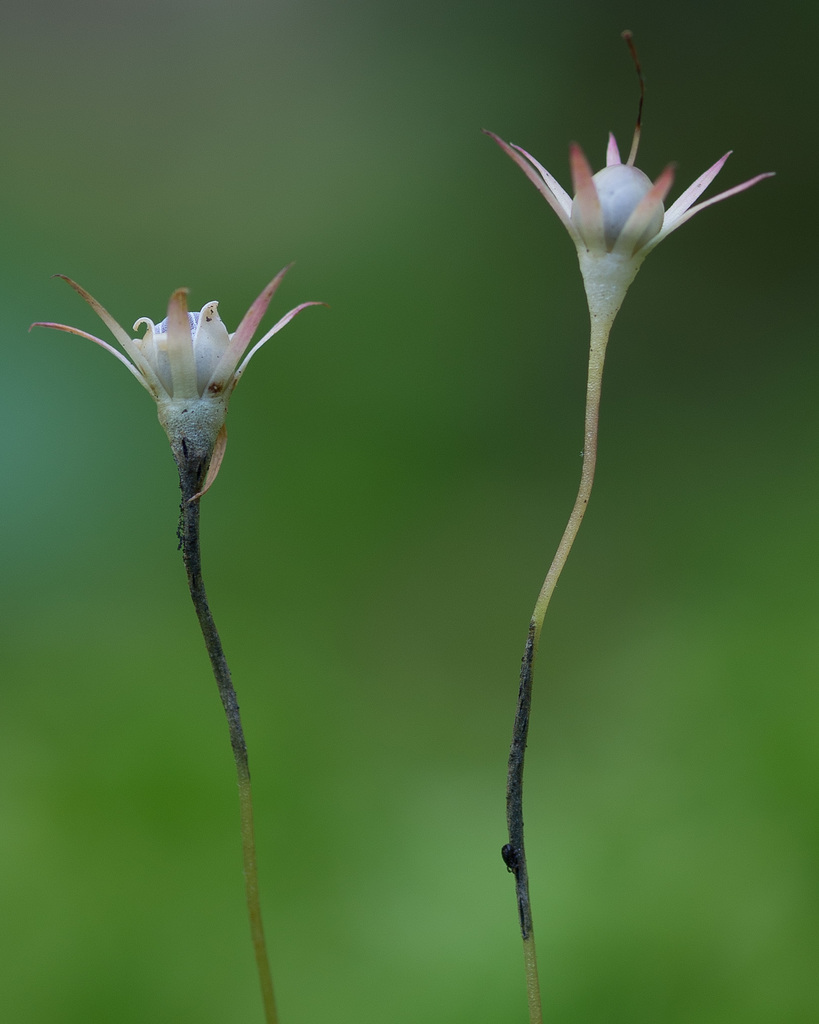 Urocystidales