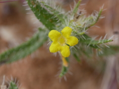 Arnebia hispidissima