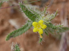 Arnebia hispidissima