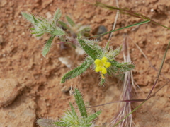 Arnebia hispidissima