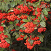 Late Cotoneaster - Photo (c) K Schneider, some rights reserved (CC BY-NC)