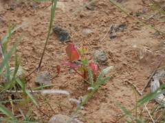 Rumex vesicarius