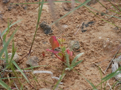 Rumex vesicarius