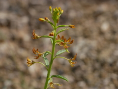 Cleome rupicola