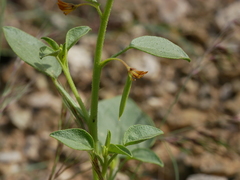 Cleome rupicola