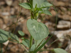 Cleome rupicola