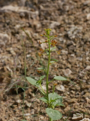 Cleome rupicola