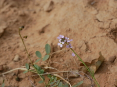 Erucaria hispanica