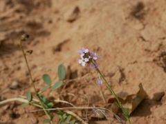 Erucaria hispanica