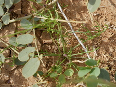 Erucaria hispanica