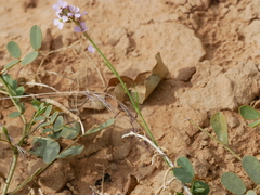 Erucaria hispanica