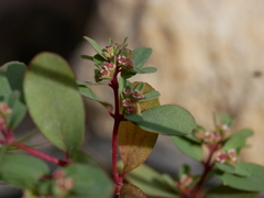 Euphorbia granulata