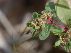 Euphorbia granulata