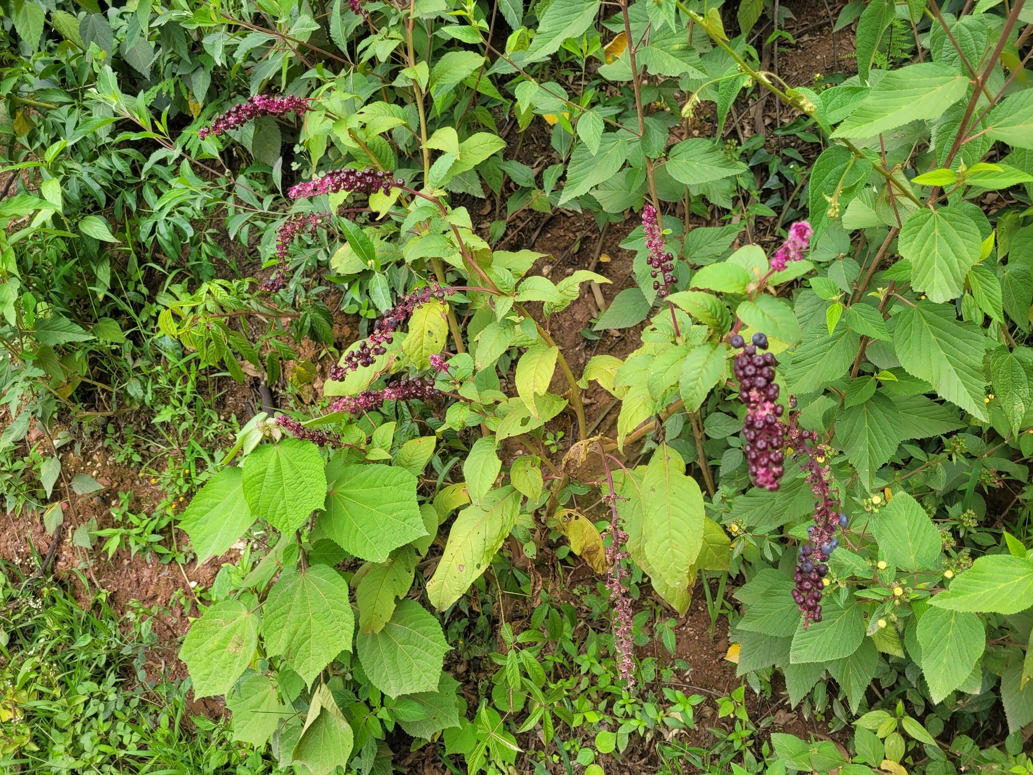 Phytolacca thyrsiflora